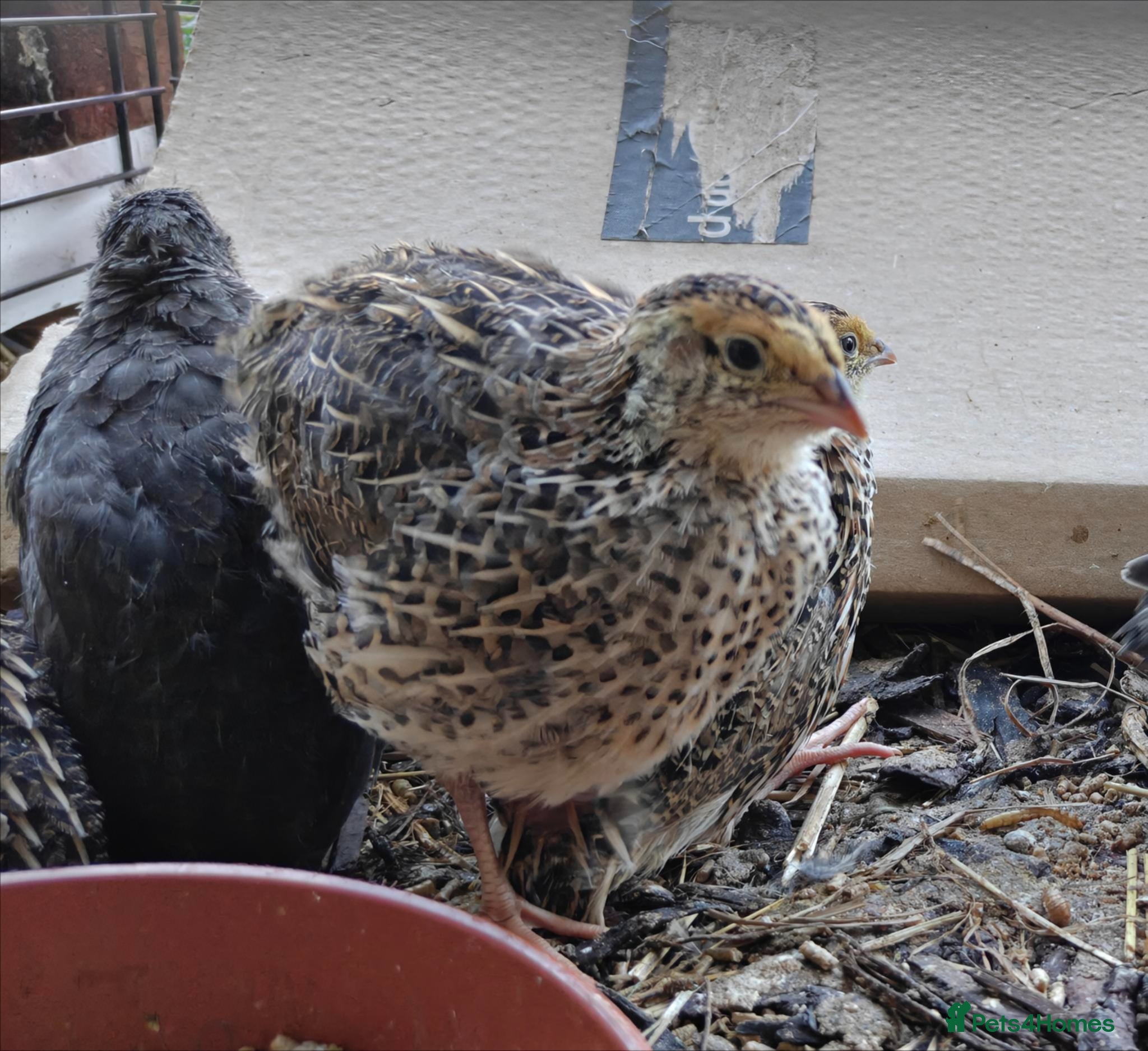 Quail poultry Japanese Coturnix males🐤  - Advert 15
