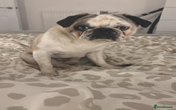 Pug dogs for stud: Proven pug *STUD* - Image 2
