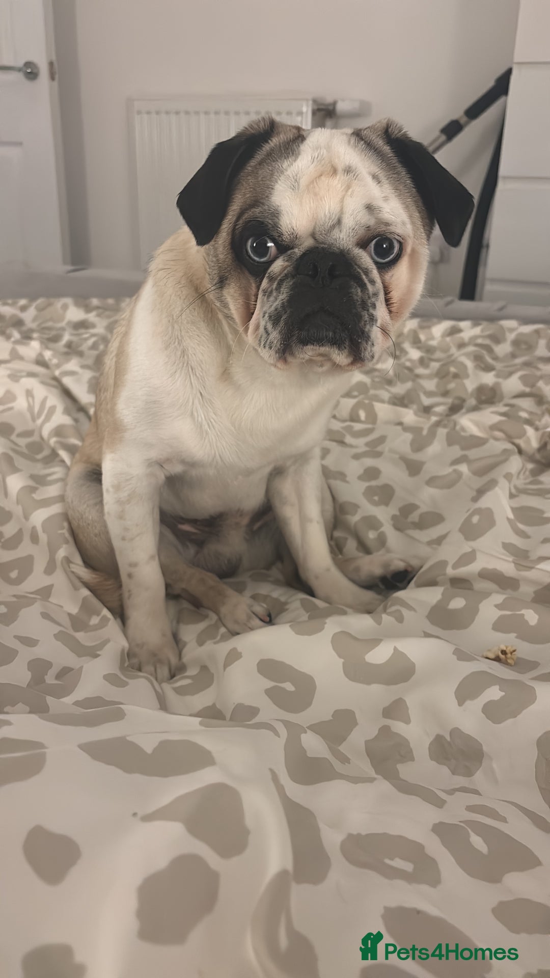 Pug dogs for stud: Proven pug *STUD* - Image 2