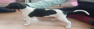 Mixed Breed 8