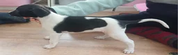 Mixed Breed dogs for sale: Bedlington whippet/Bedlington greyhound x whippet - Advert 7