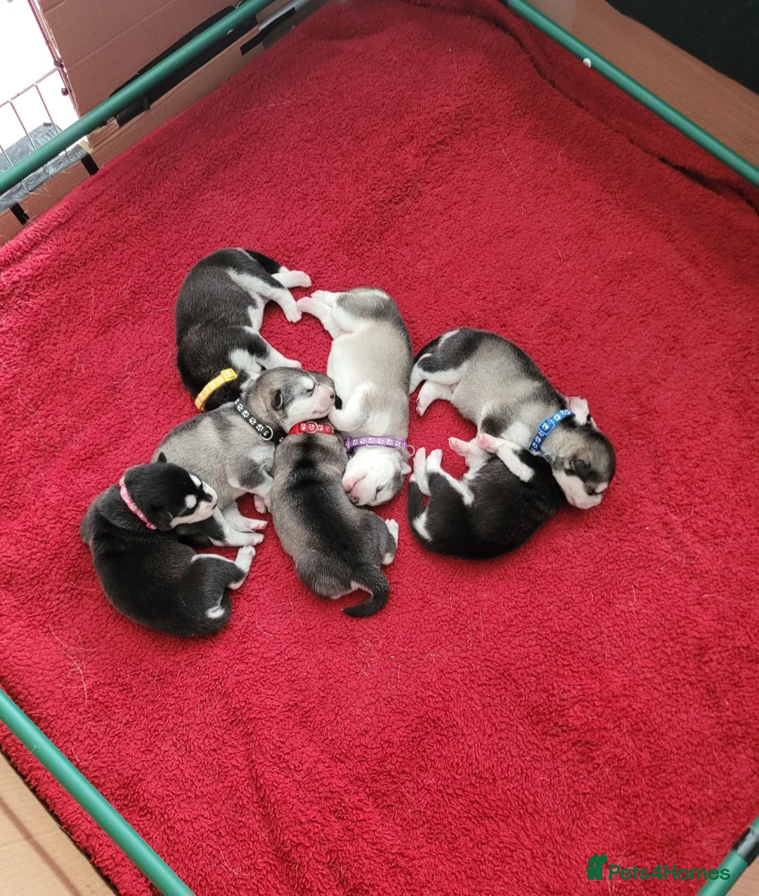 Alaskan Malamute dogs for sale: Pedigree Alaskan malamute puppies  in Sheffield - Advert 1