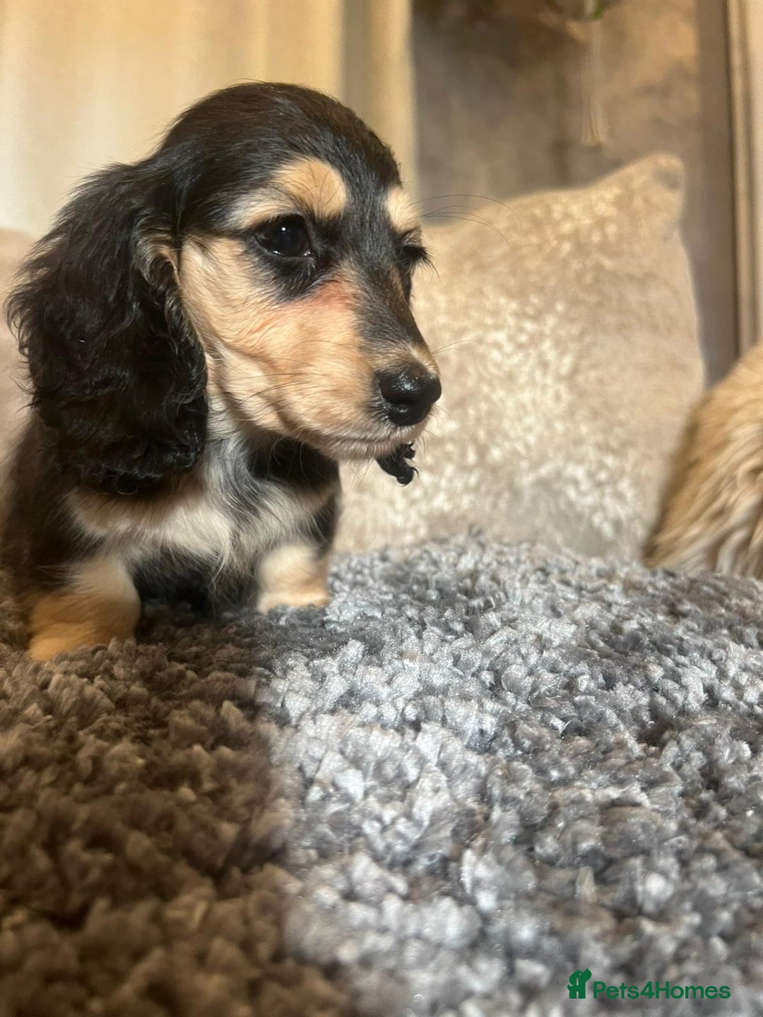 Miniature Dachshund dogs for sale: Cream Longhaired miniature dachshunds  - Advert 6