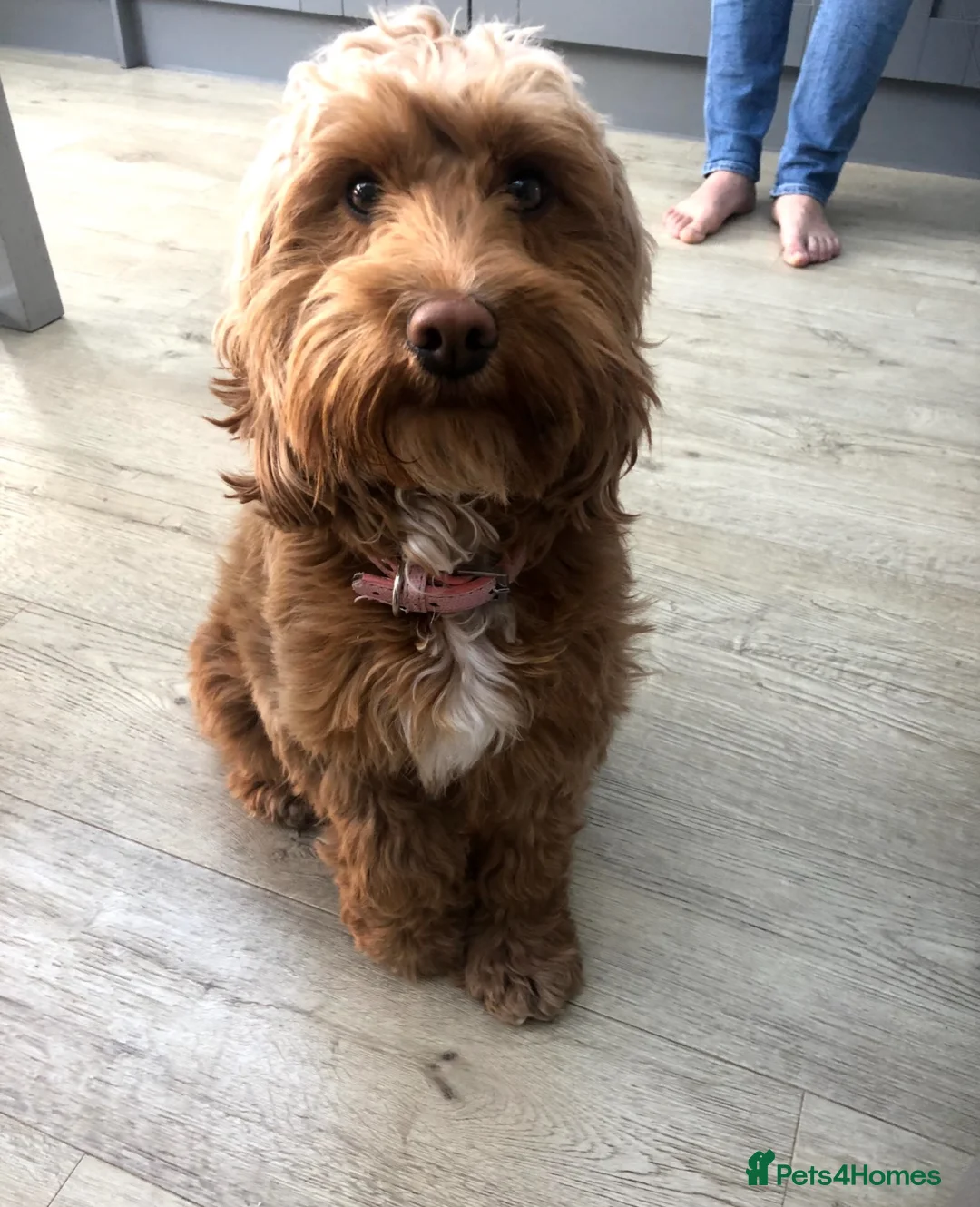 Cockapoo dogs for sale: Cockapoo Heidi - Advert 6