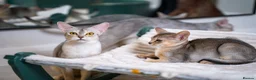 Abyssinian cats for sale: Silver Abyssinian Boy-READY NOW-Champion Line - Advert 29