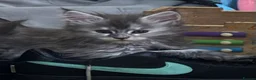 Maine Coon cats for sale: Maine coon kittens  - Advert 13