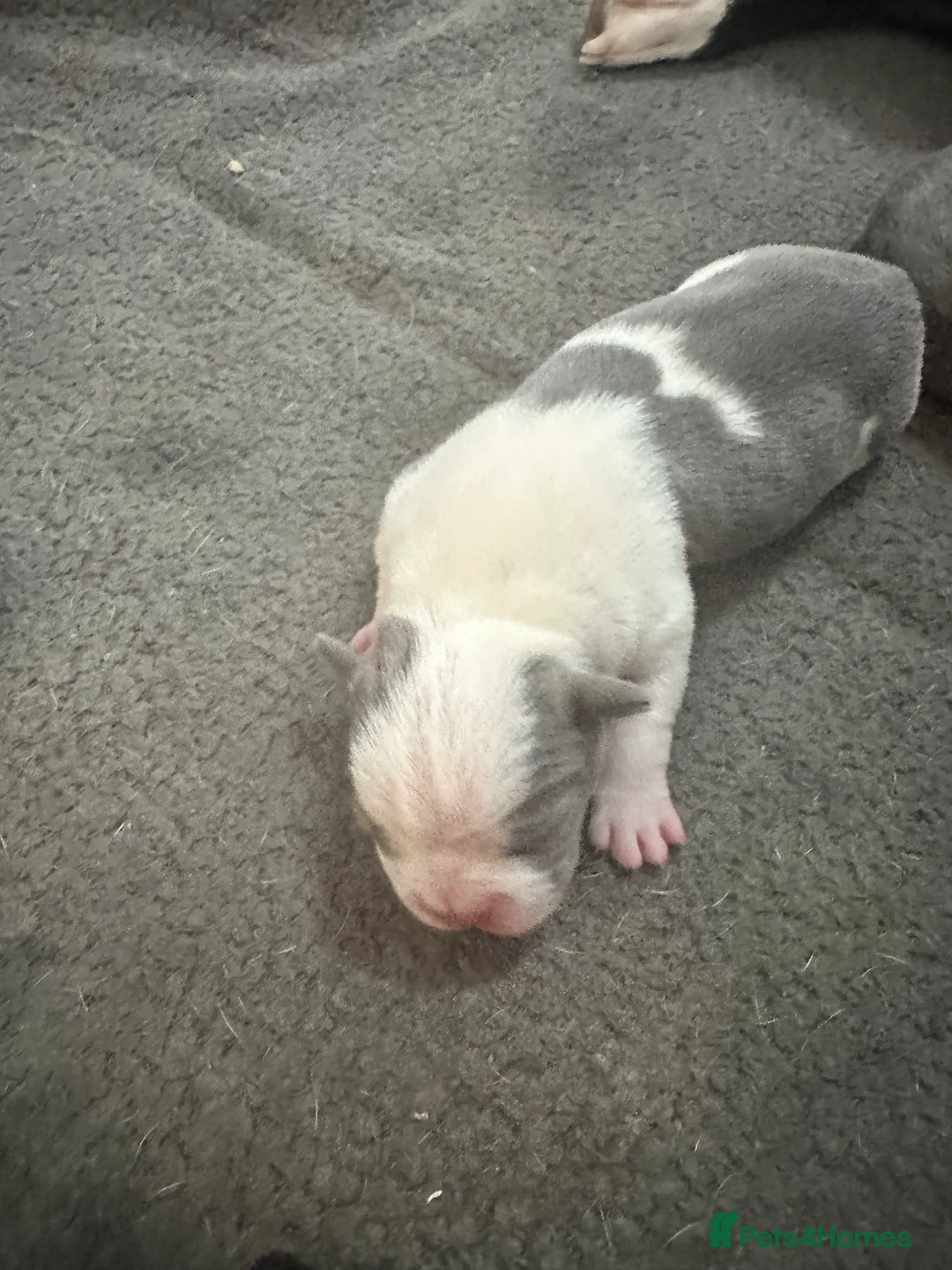 Mixed Breed dogs for sale: 7 American bulldog x French bulldog puppies  - Advert 25