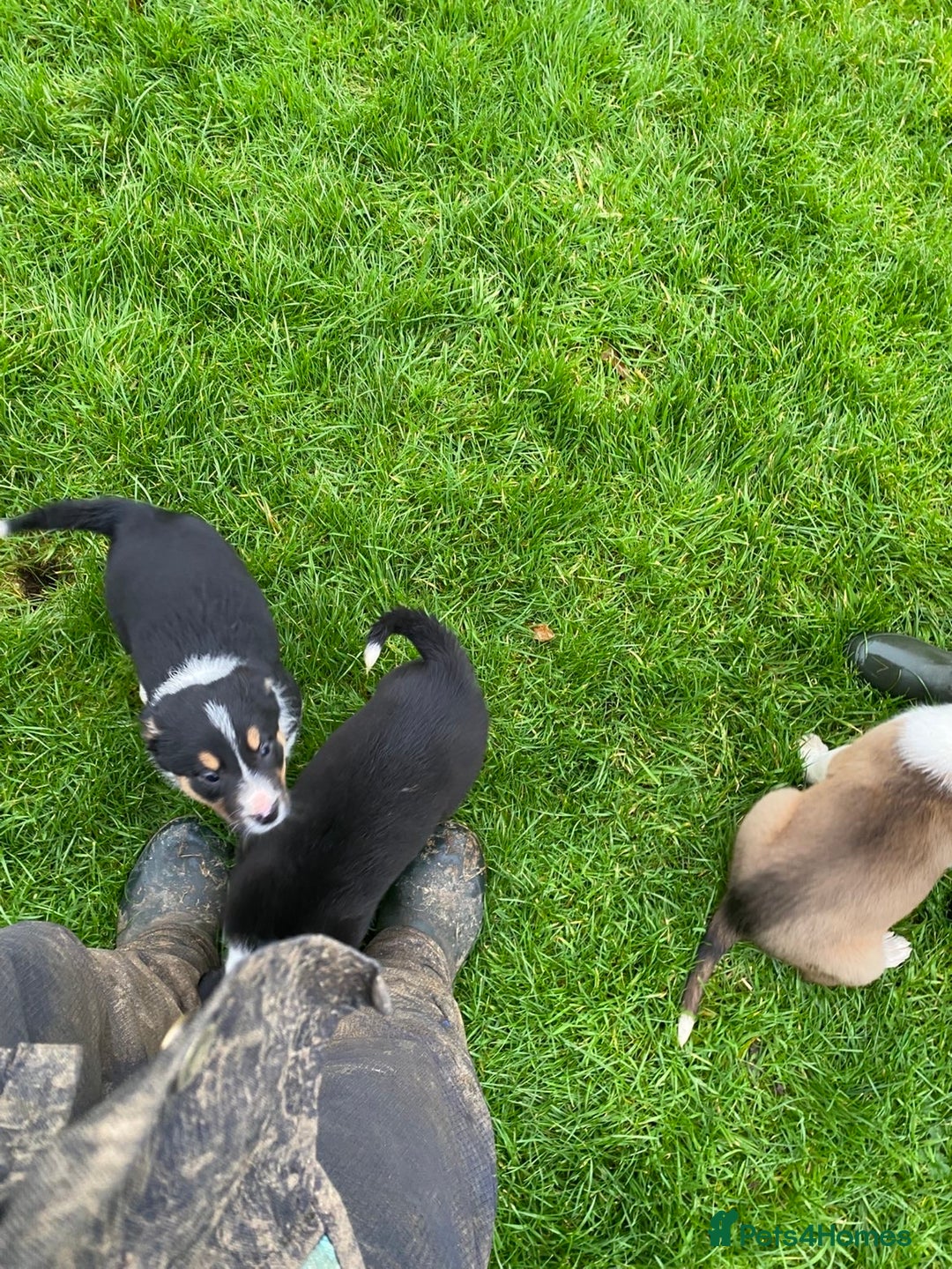 Border Collie dogs for sale: Proven Working Border Collie Puppies  - Advert 2