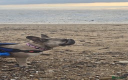 French Bulldog dogs for sale: Special Home wanted for Petal the Frenchie - Image 7