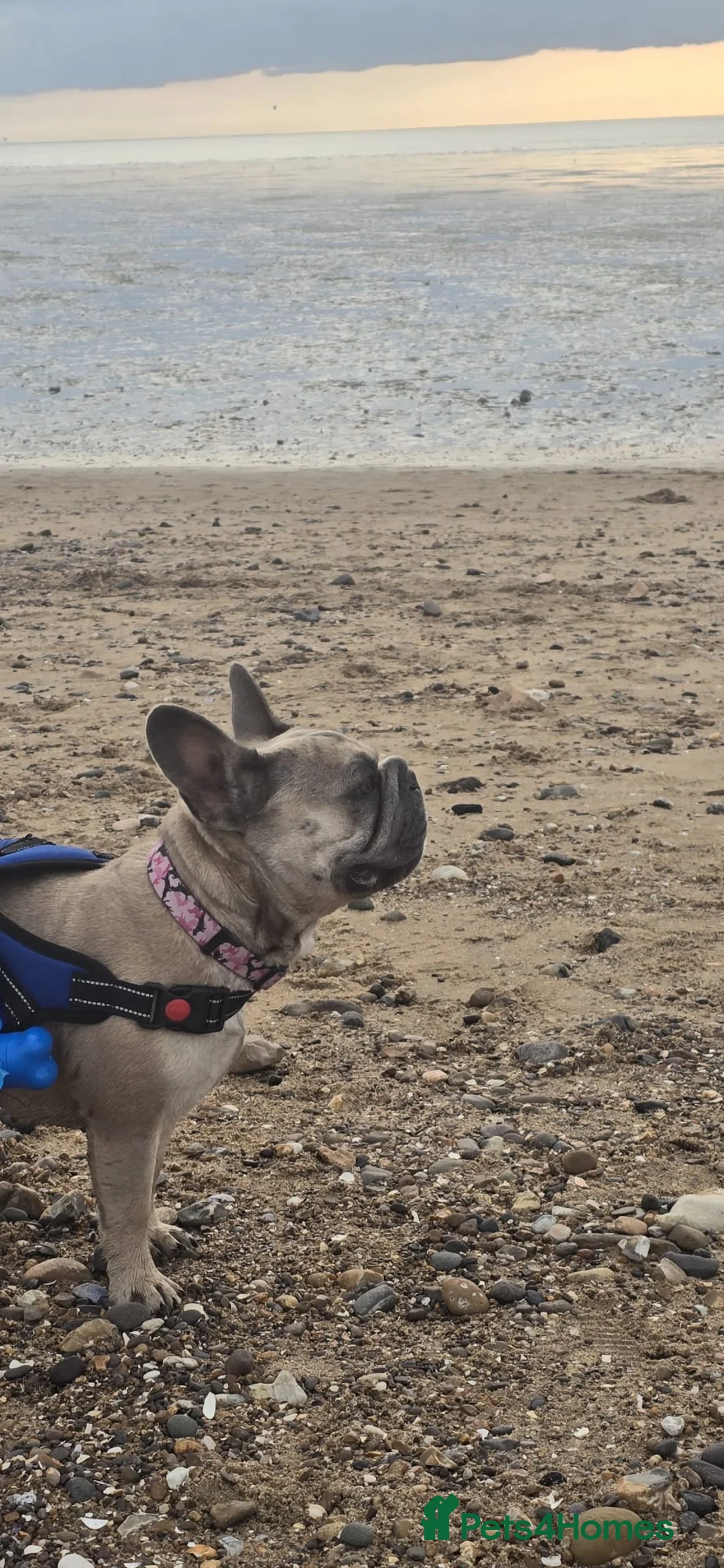 French Bulldog dogs for sale: Special Home wanted for Petal the Frenchie - Advert 7