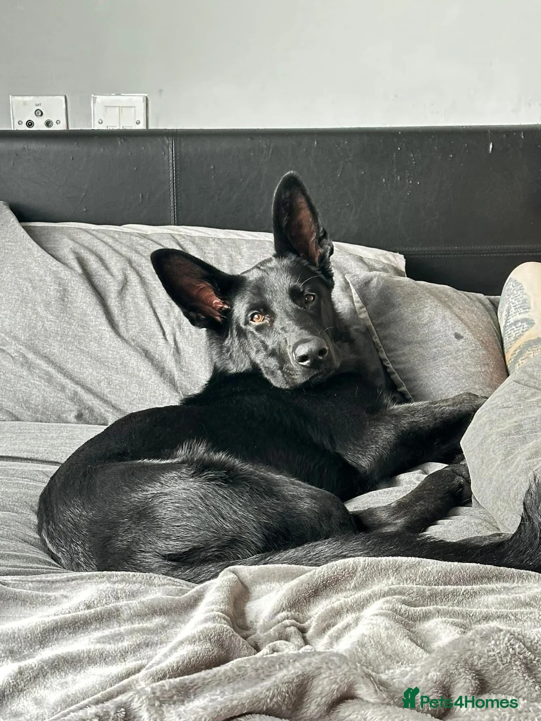 German Shepherd dogs for stud: Purebred GSD Male For *STUD*  in St Albans - Advert 4