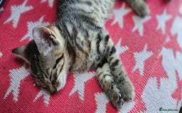 Bengal cats for sale: Beautiful Bengal cross kittens for sale - Image 5