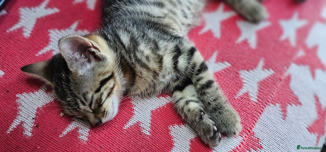 Bengal cats for sale: Beautiful Bengal cross kittens for sale - Image 5