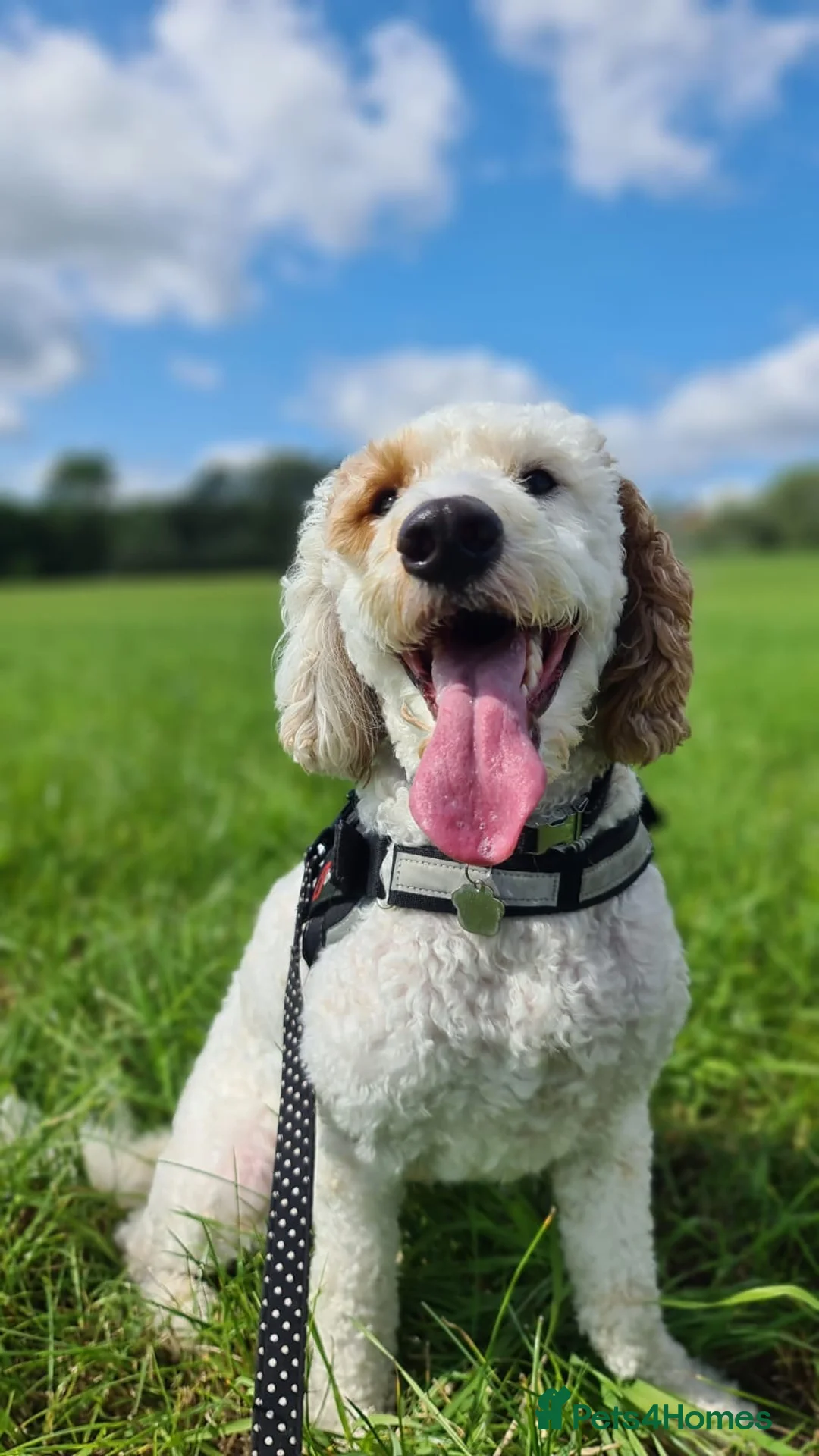 Cavapoo dogs for stud: Extensively health tested Cavapoo stud proven in Ilkeston - Advert 4
