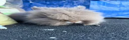 Lionhead rabbits for sale: Baby lionhead MALE - Advert 3