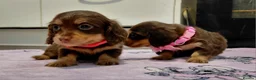 Miniature Dachshund dogs for sale: Sweetest Longhaired/One S.Haired Mini's 🤎🐾 - Advert 15
