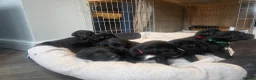 Mixed Breed dogs for sale: Labernese F1 Puppies - Advert 25