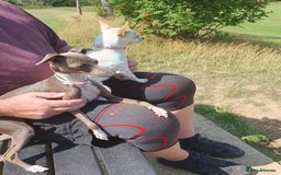 Italian Greyhound dogs for sale: Italian greyhound pup - Image 2