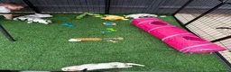 Cocker Spaniel dogs for sale: 🍋REAVAILABLE KC lemon roan show cocker - Advert 10