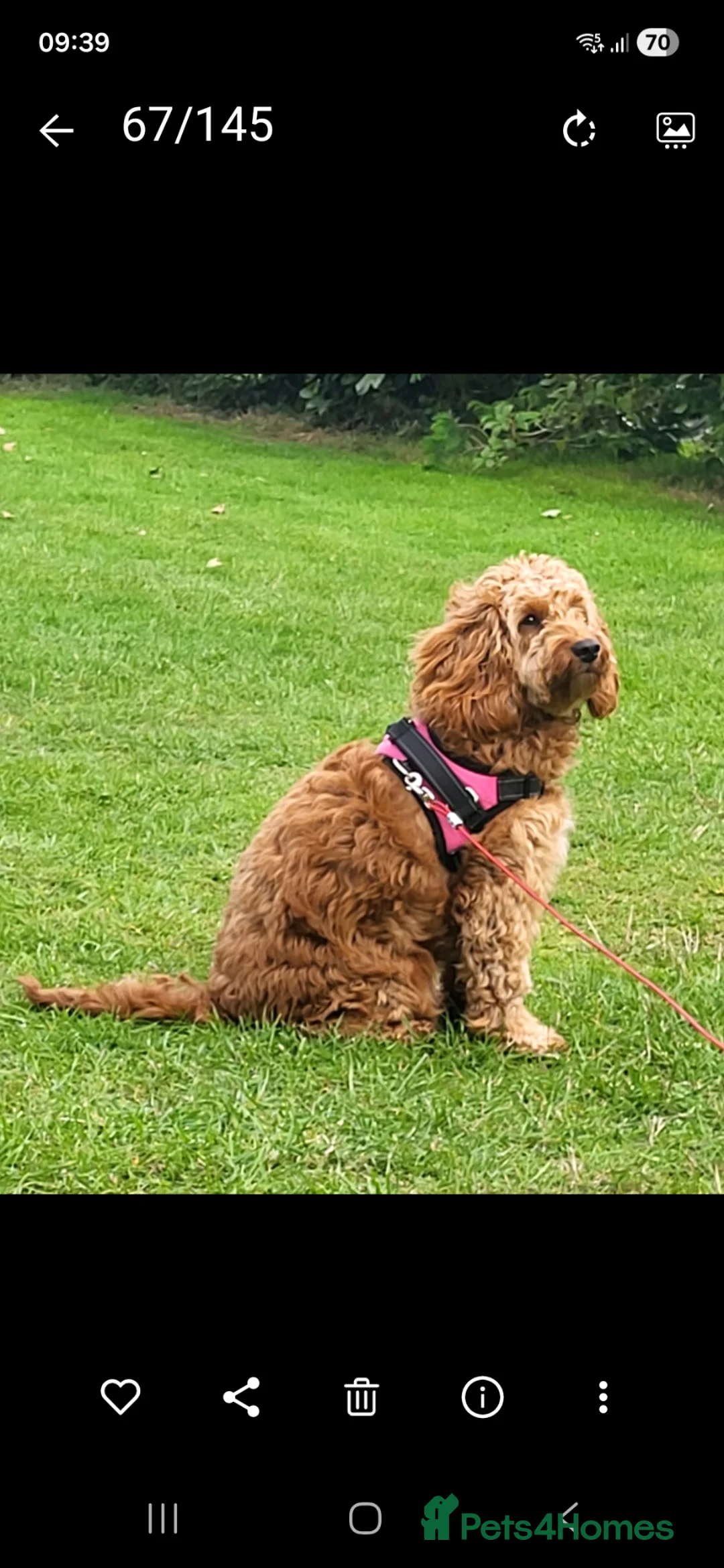 Cockapoo dogs for sale: 3 Gorgeous Boy Black Cockerpoos F2's - Advert 2