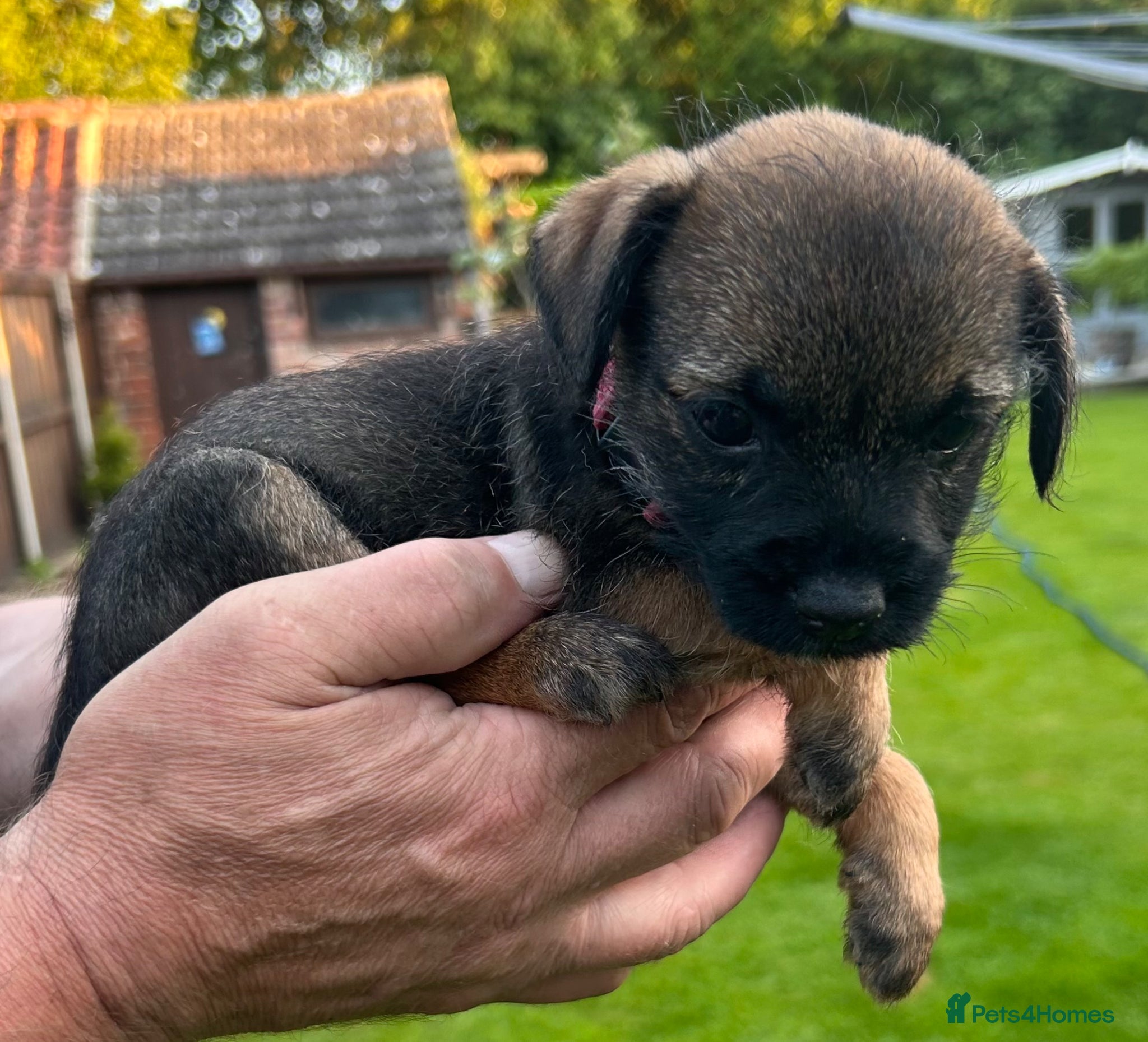 Border Terrier dogs KC reg Border terrier puppies  - Advert 1