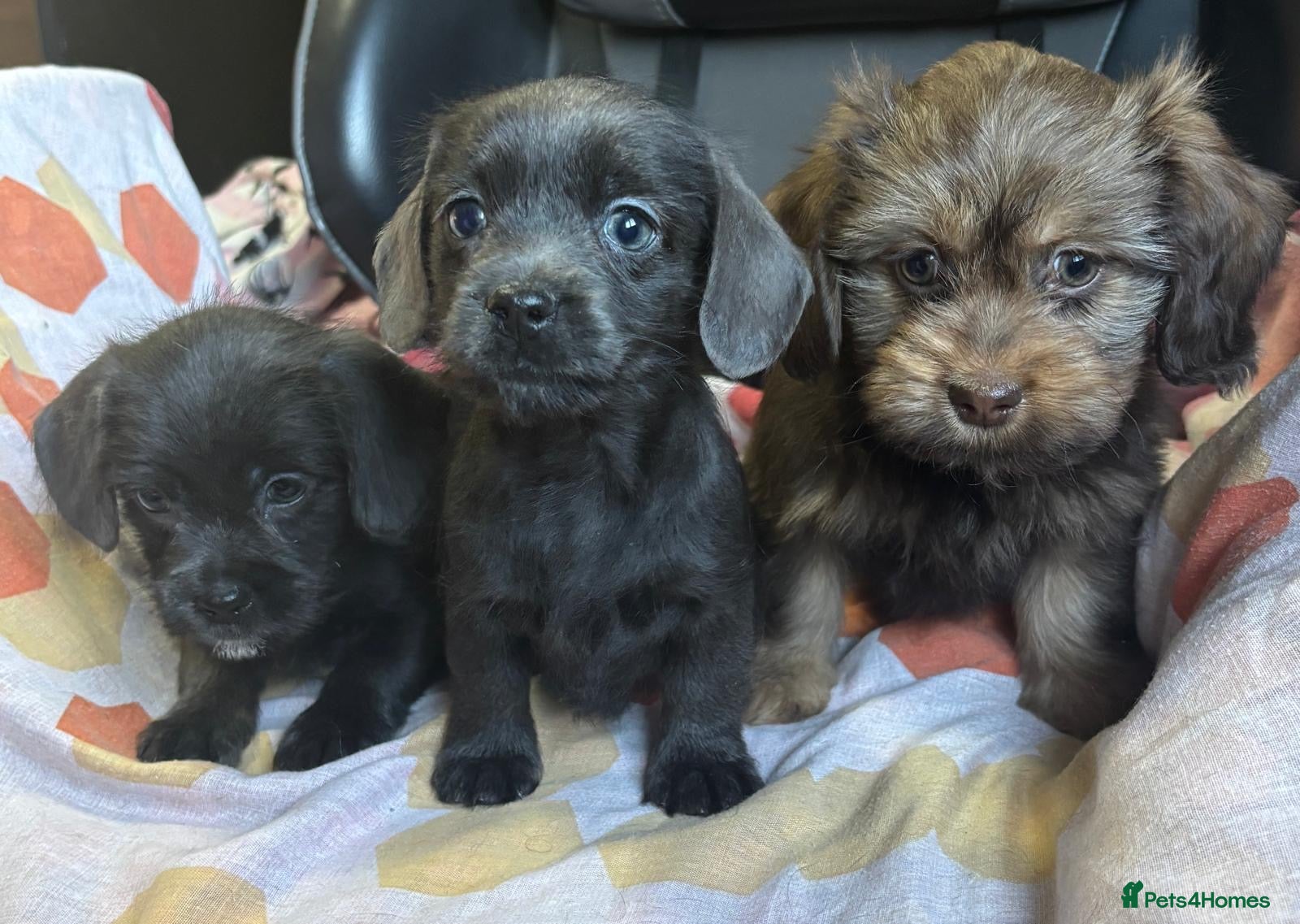 Mixed Breed dogs LOVELY LITTER OF SCHWEENIES READY NOW  - Advert 10