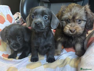 Mixed Breed dogs LOVELY LITTER OF SCHWEENIES READY NOW - Advert 18