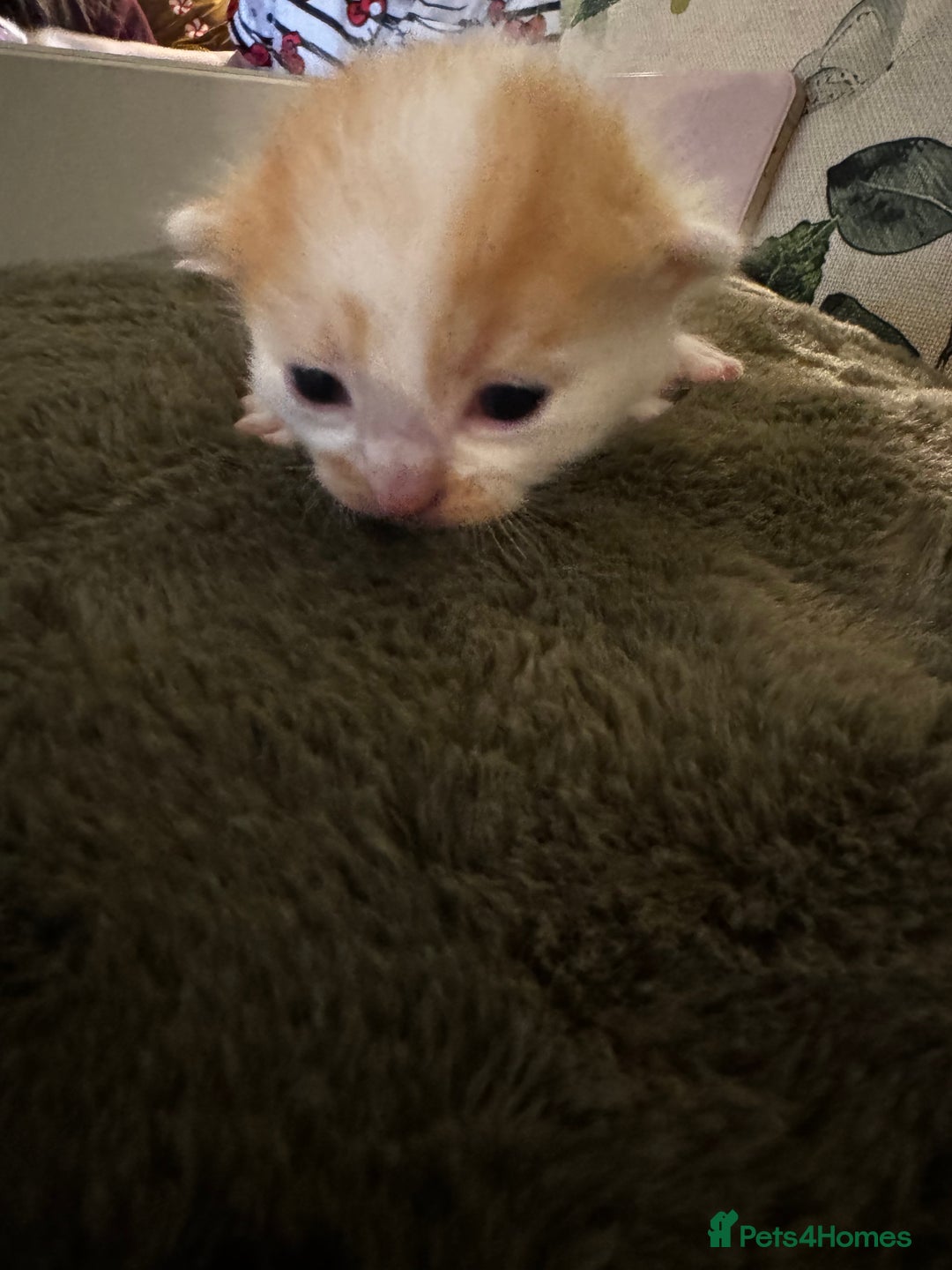 Mixed Breed cats for sale: 4 kittens - Advert 5