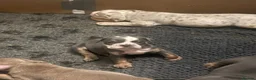Olde English Bulldogge dogs for sale: Old English bulldogs  - Advert 6