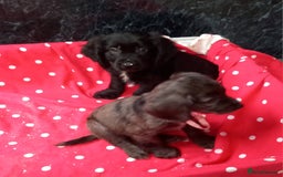 Cocker Spaniel dogs for sale: Beautiful cocker spaniel pups for sale - Image 1