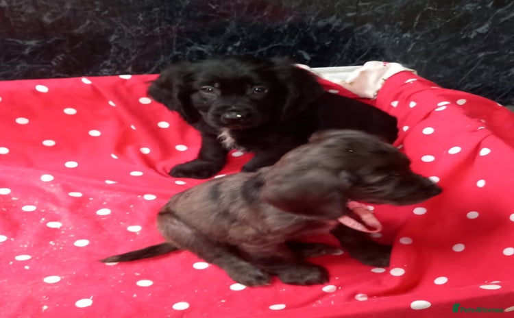Cocker Spaniel dogs - Advert 1
