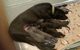 Mixed Breed dogs for sale: Great Weimar puppies  - Image 3