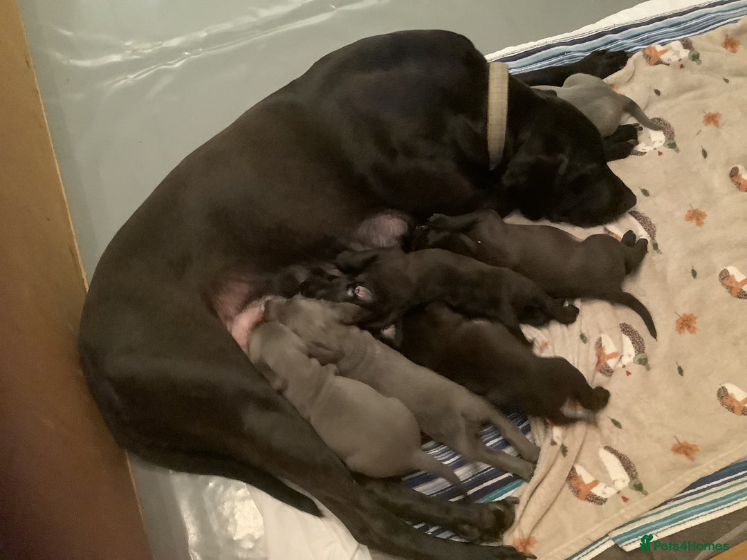 Mixed Breed dogs for sale: Great Weimar puppies  - Image 3