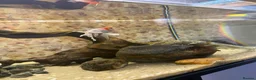 Fancy Goldfish fish for sale: Fish tank stand and 3 fish  in Brighton - Advert 3