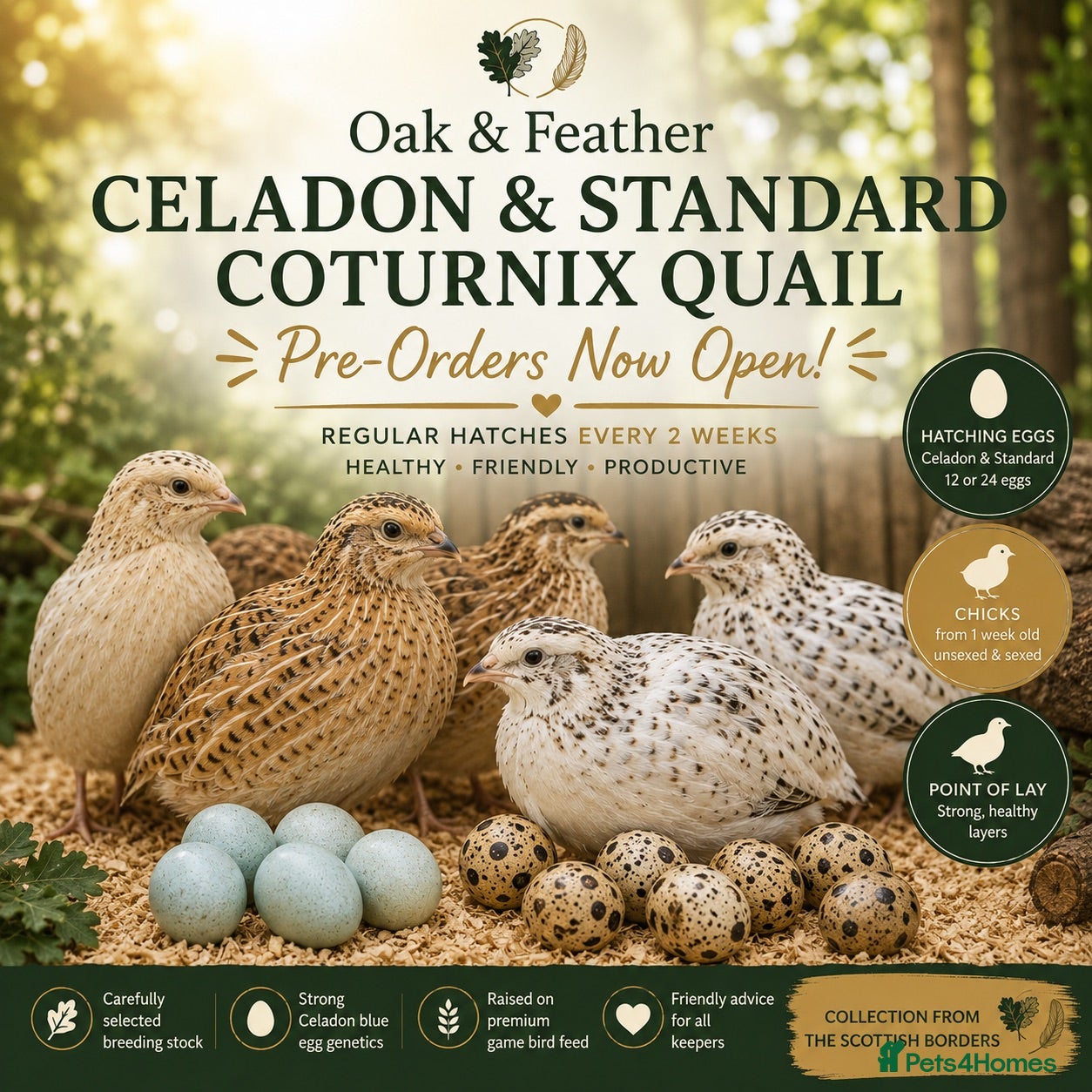 Quail poultry Celadon & Coturnix Quail | Pre-Orders Open - Advert 1