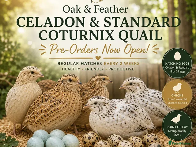 Quail poultry for sale: Celadon & Standard Quail | 1 Week to POL - Advert 1