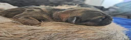Border Terrier dogs for sale: Border terrier puppys - Advert 2