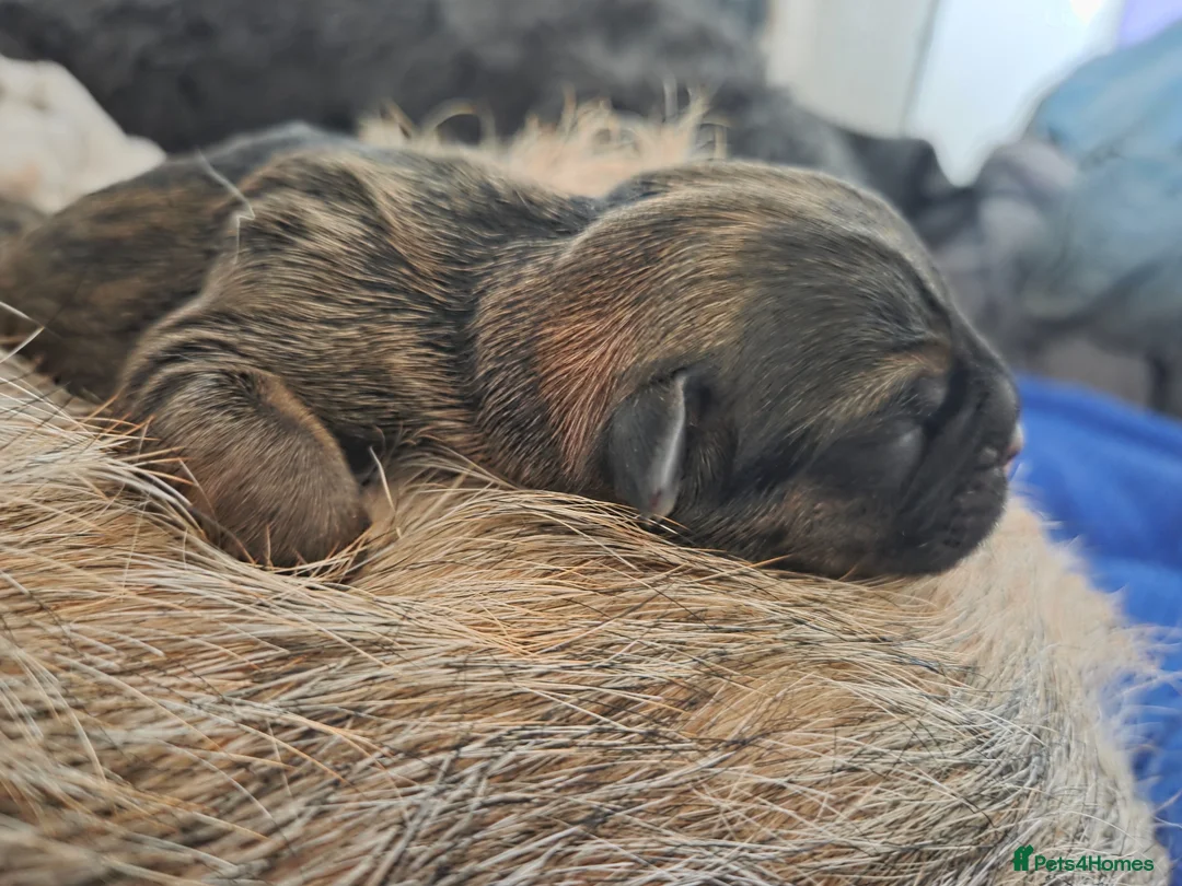 Border Terrier dogs for sale: Border terrier puppys - Advert 2