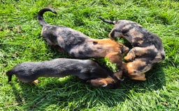 Mixed Breed dogs for sale: Wire Haired Daschund x Rottweiler  - Image 10