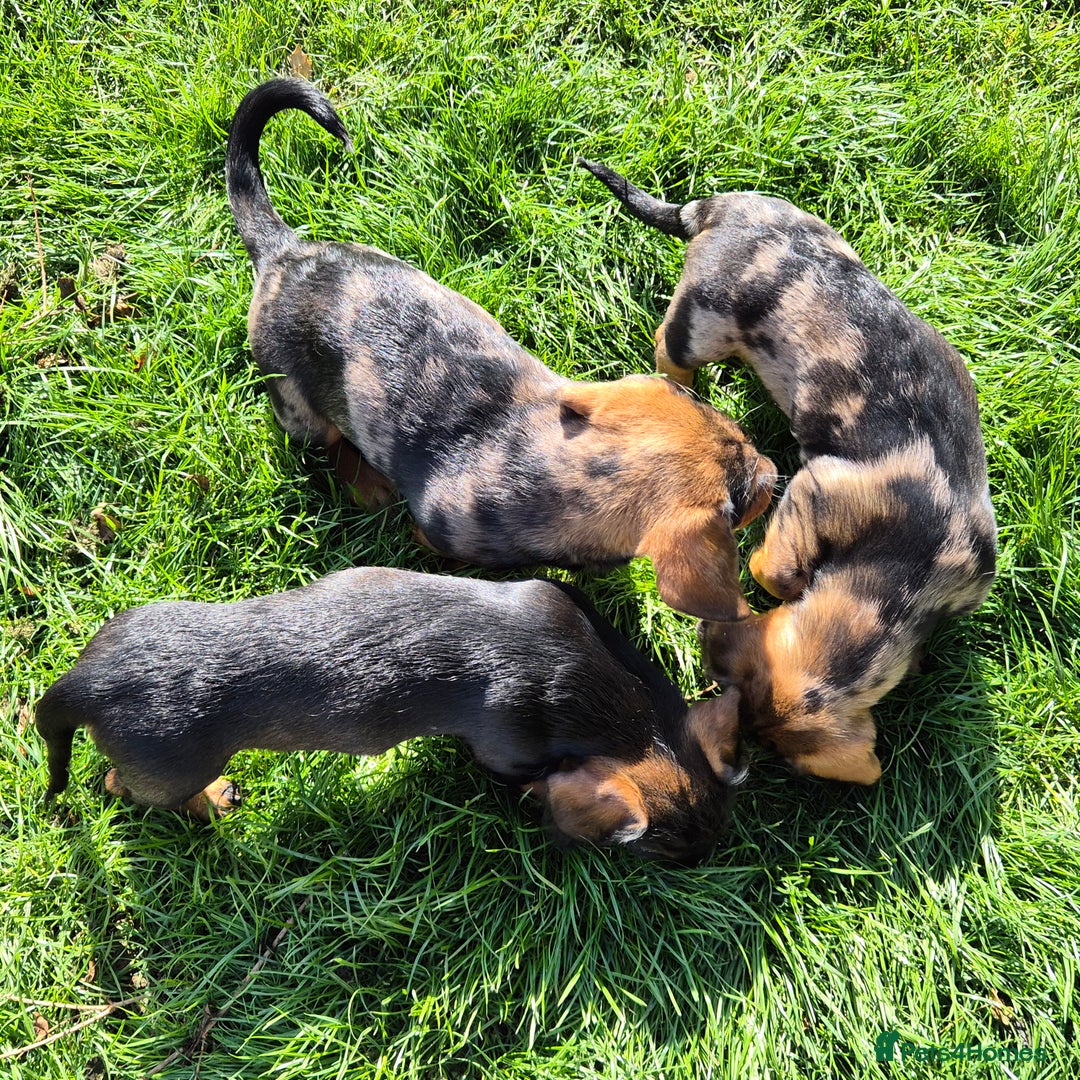 Mixed Breed dogs for sale: Wire Haired Daschund x Rottweiler  - Image 10