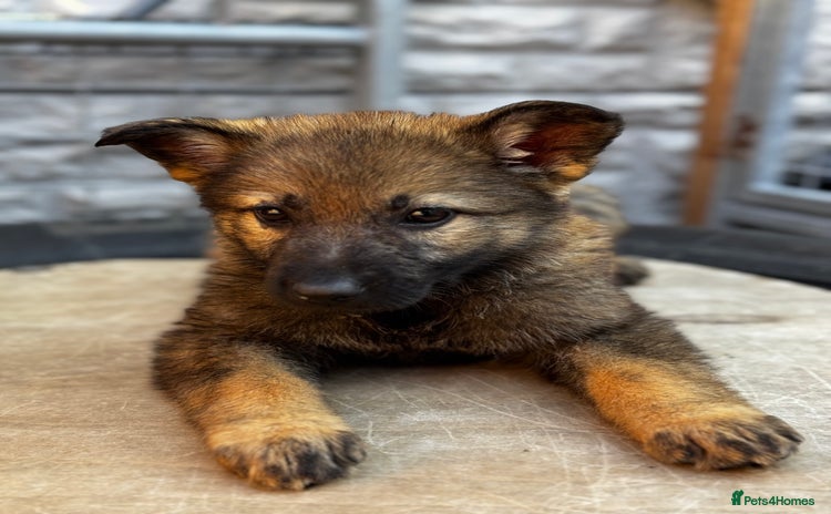 German Shepherd dogs in Coalville - Advert 15