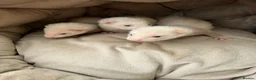 Ferret rodents for sale: 9 Gorgeous Ferret Kits - Advert 2