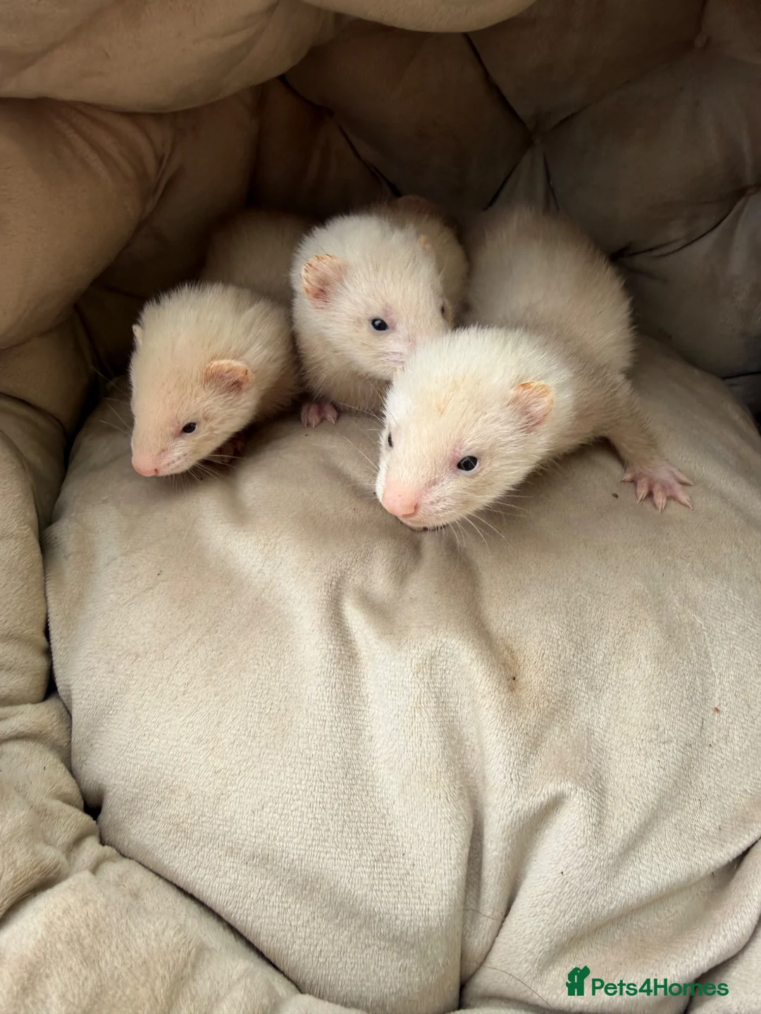 Ferret rodents for sale: 9 Gorgeous Ferret Kits - Advert 2