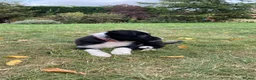 Border Collie dogs for sale: Working Border Collie puppies - Advert 6