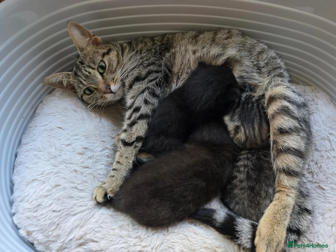 Mixed Breed cats for sale: 3 beautiful kittens for sale in Wednesbury - Advert 2