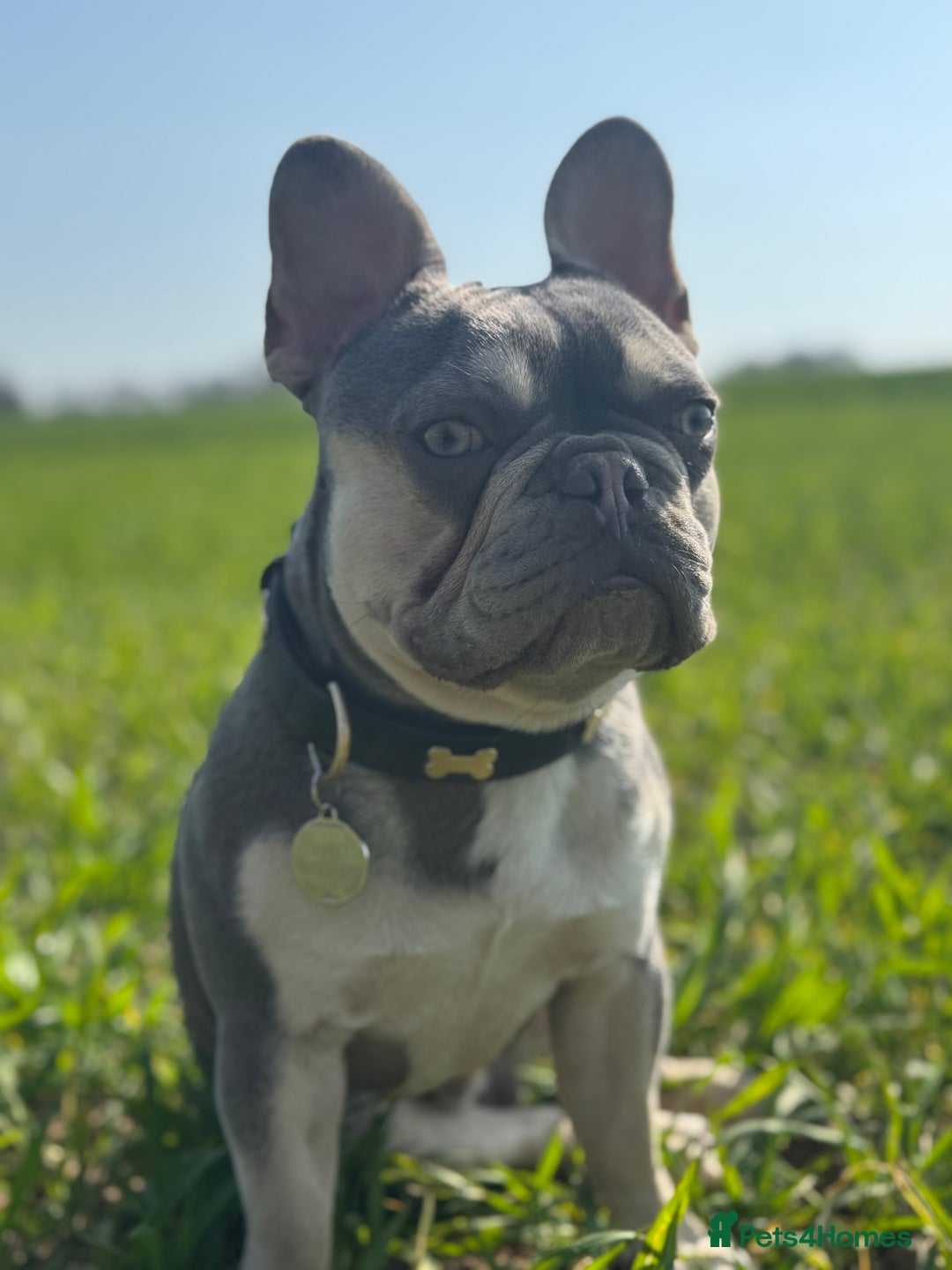 French Bulldog dogs for stud: STUD Available  - Advert 3
