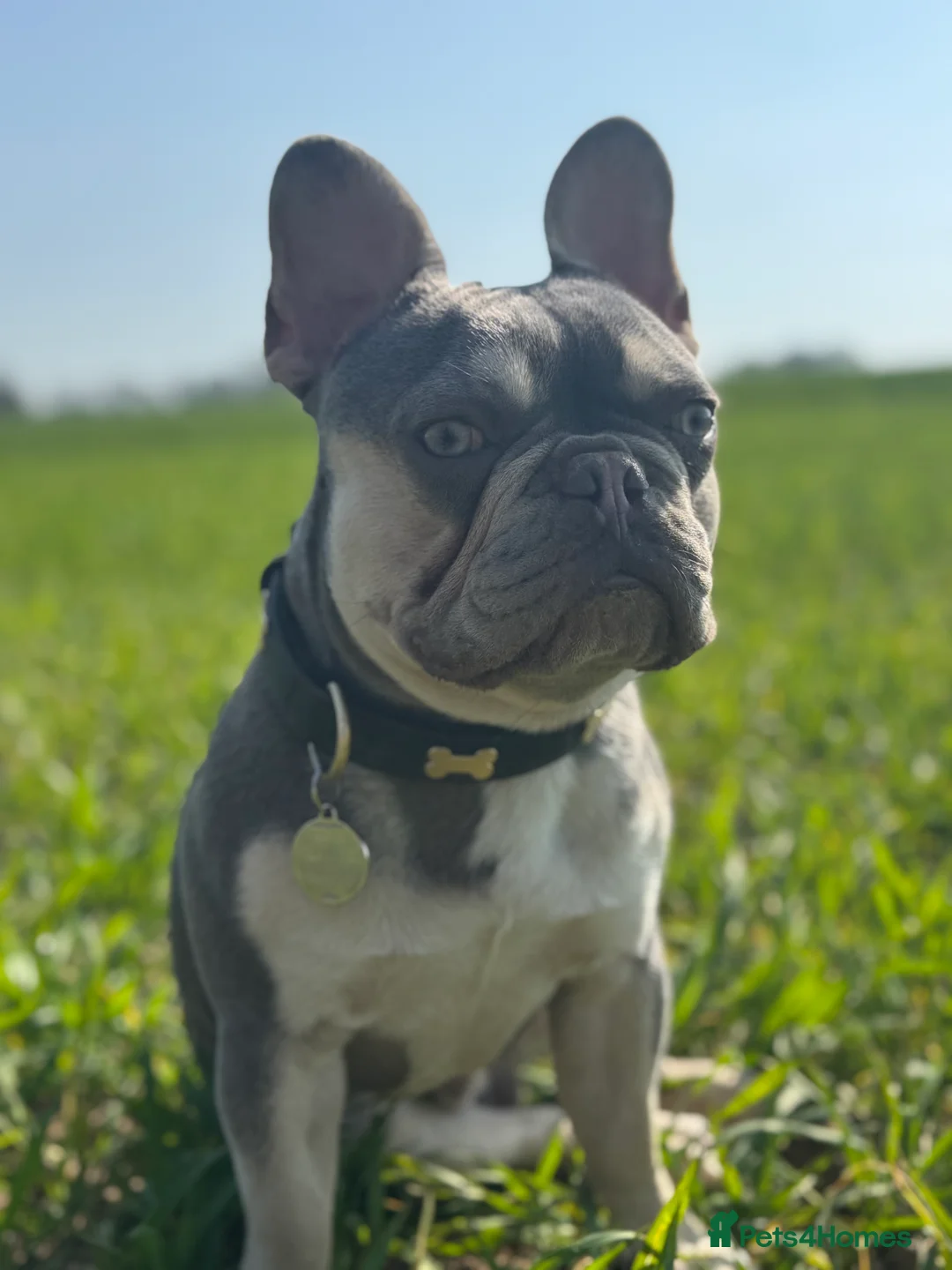 French Bulldog dogs for stud: STUD Available  - Advert 3