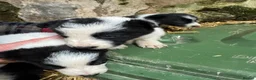 Border Collie dogs for sale: Cute border collies from Working parents - Advert 11