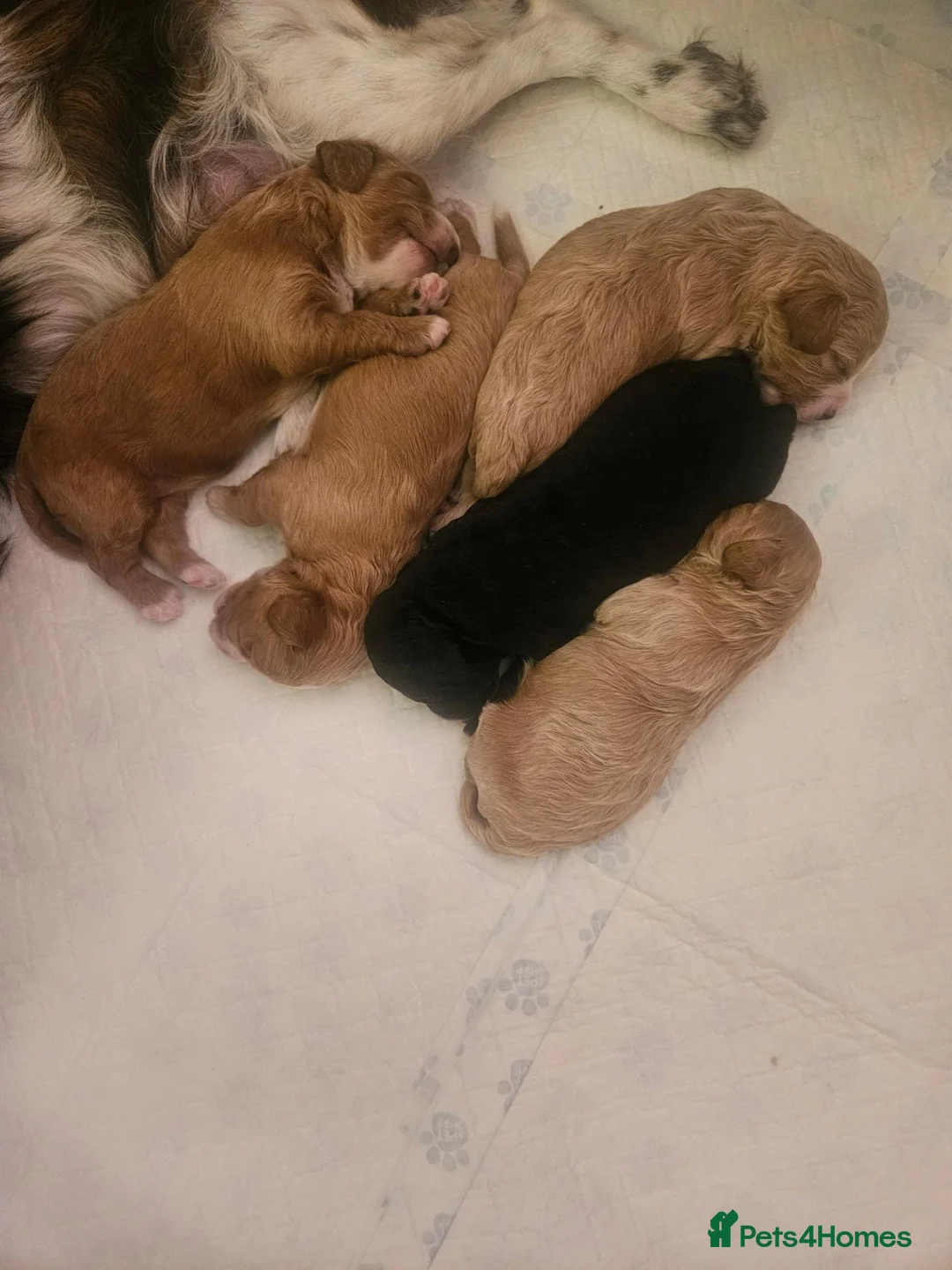 Cavapoo dogs for sale: Extensively health tested cavapoo puppies - Advert 2