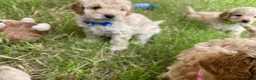 Cockapoo dogs for sale: From Our Home to Yours–Puppies Waiting for You in Cardiff - Advert 6